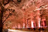 江戸桜通り