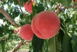 中込農園