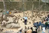 高崎山自然動物園
