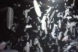 加茂水族館