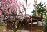 ヒガシマル梅園