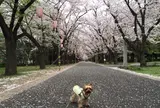 あのHEROになれる、辰巳の森公園