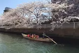 門前仲町・深川の桜