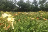 岡本自然農園