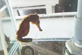 タツノオトシゴハウス