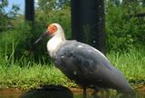 トキの森公園