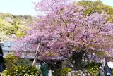 河津桜の原木