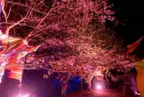 期間限定イベント情報