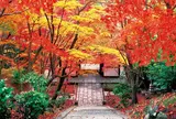 常寂光寺
