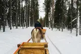 トナカイぞり - Levi Lapland Safaris Safari Club