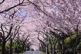 伊豆高原桜並木