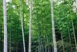 竹林の小径