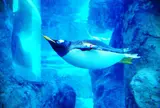 旭川市旭山動物園