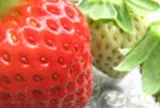 南阿蘇ふれあい農園