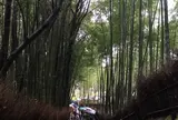 竹林の小径