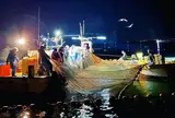 ほたるいか海上観光