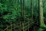 ヤクスギランド