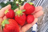いちごの里