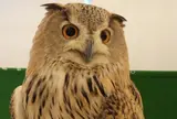 フクロウのみせ 大阪店