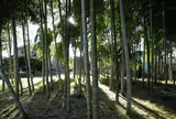 突如竹林があったりする