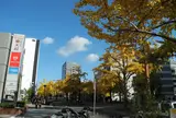 桜通は銀杏の名所