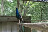茨城県鳥獣センター