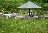 花菖蒲の名所