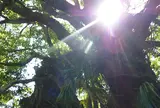 大山祇神社 奥の院