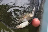 小笠原海洋センター