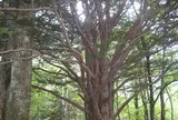 上高地 4