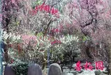 香取神社香梅園