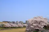 瀬戸川沿い
