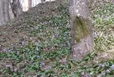 香嵐渓カタクリ群生地