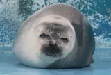 おたる水族館