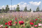 5月　花と緑の広場　ポピー　ムギナデシコ