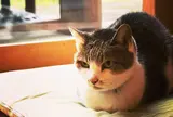 カフェ山猫軒