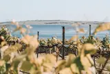 Bay of Shoals Wines