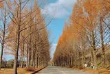 メタセ大通り（太陽が丘）