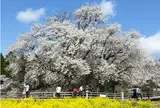 一心行の大桜