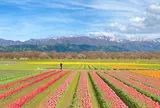 あさひ舟川「春の四重奏」