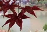 浄瑠璃寺