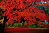 六義園