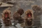 地獄谷野猿公苑