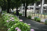 花と緑の散歩道