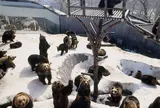 のぼりべつクマ牧場