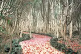 笠山椿群生林／つばき