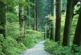 箱根旧街道杉並木