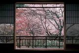 井雪