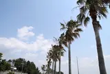 トロピカルな海岸