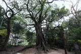 松尾のアコウ自生地